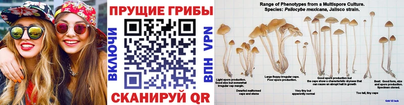 Псилоцибиновые грибы Cubensis Краснотурьинск